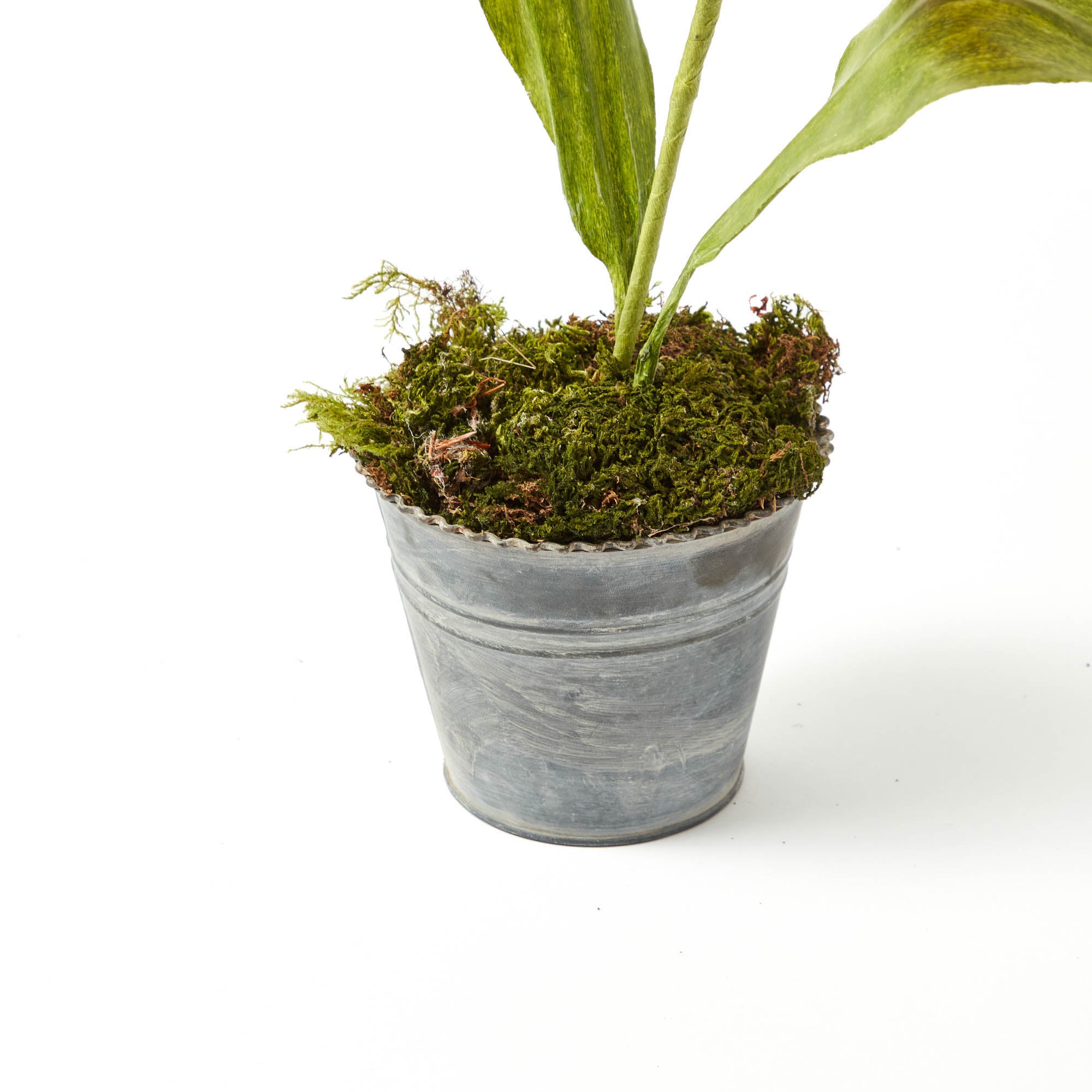 Mrs. Alice Handpainted Red Tulip