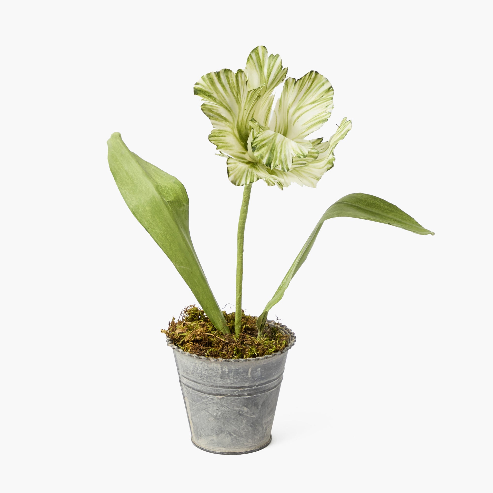 Mrs. Alice Handpainted Green Tulip