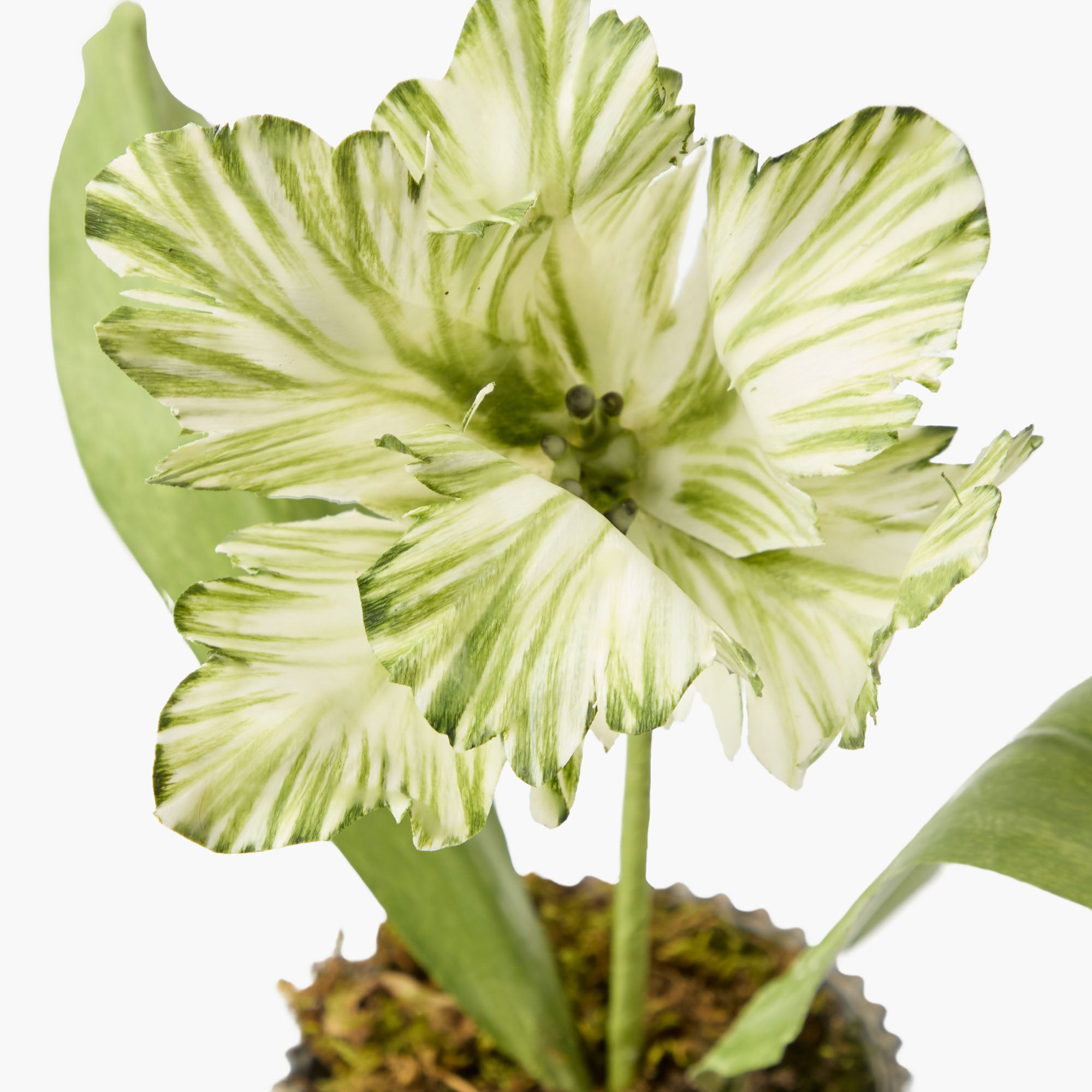 Mrs. Alice Handpainted Green Tulip