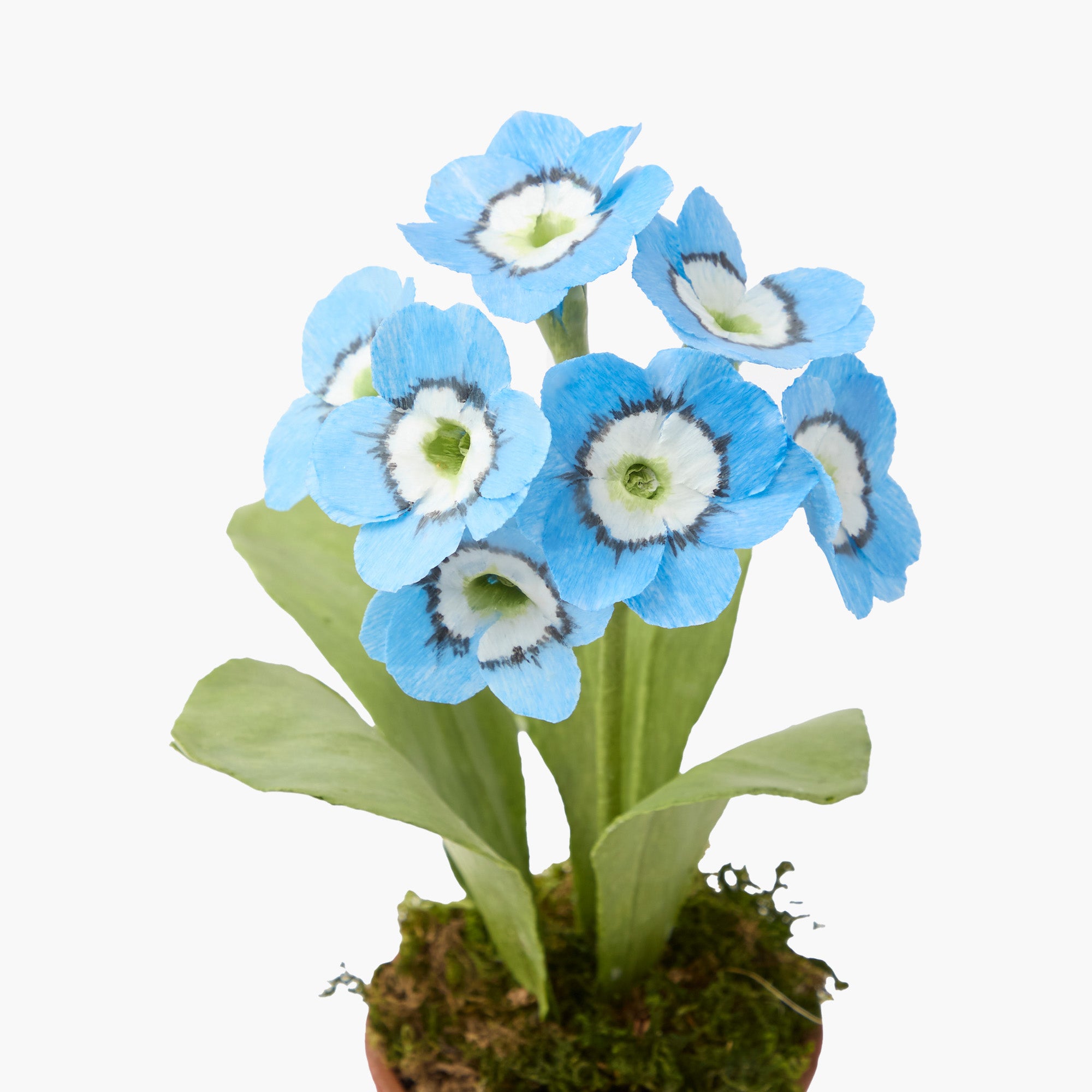 Mrs. Alice Handpainted Blue Auricula