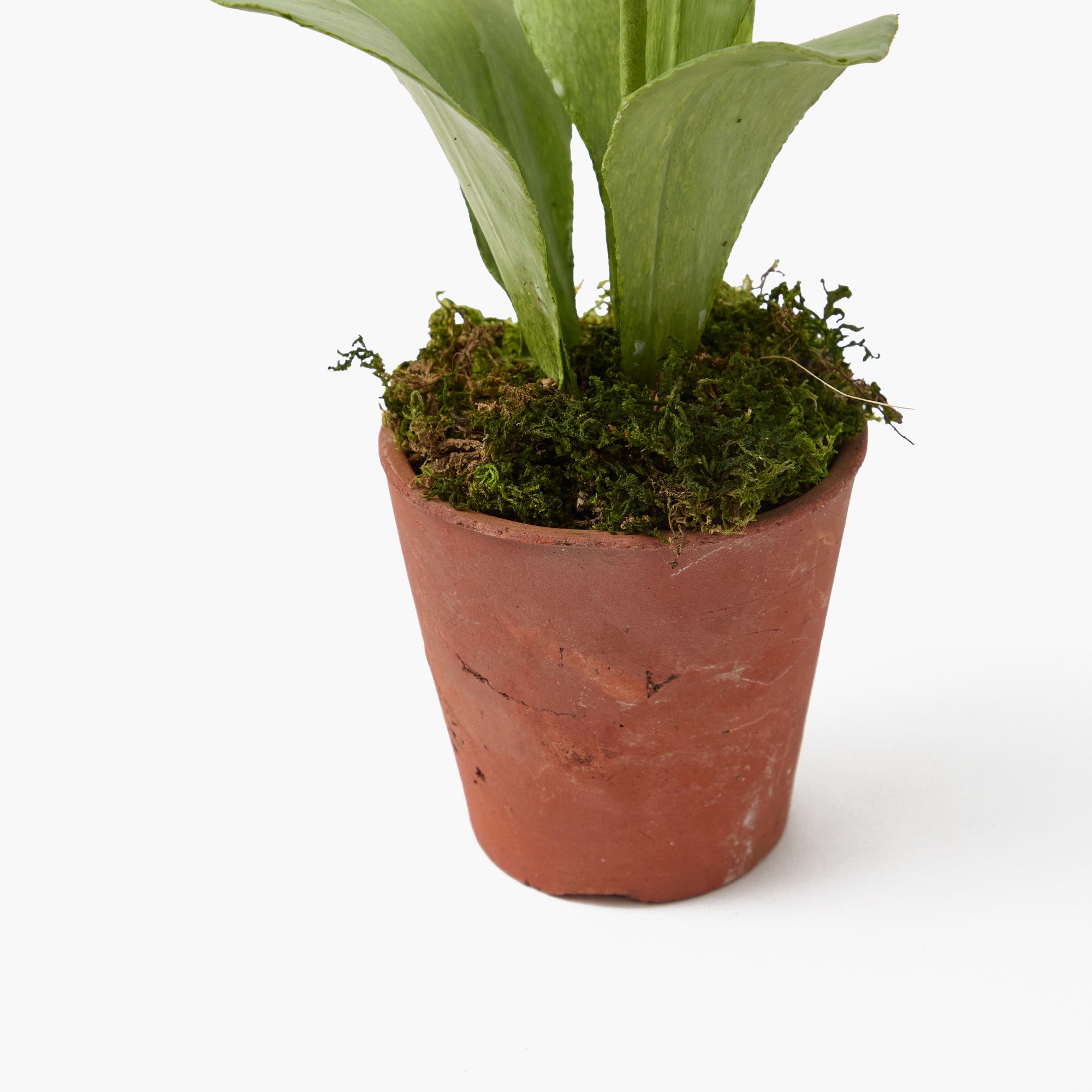 Mrs. Alice Handpainted Blue Auricula