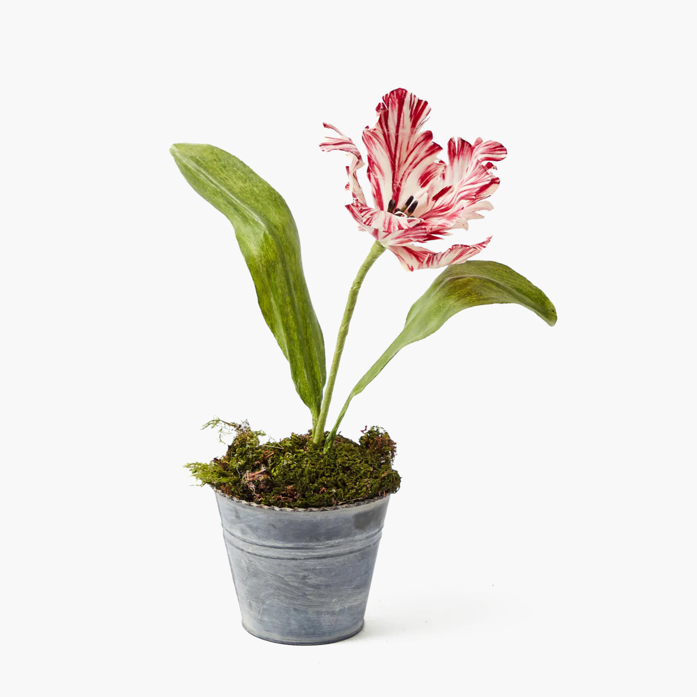 Potted plant with a pink and white striped flower on a white background