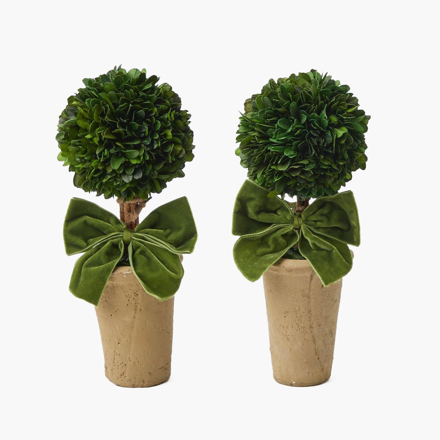 Ribboned Potted Boxwood Ball (Pair) - Mrs. Alice