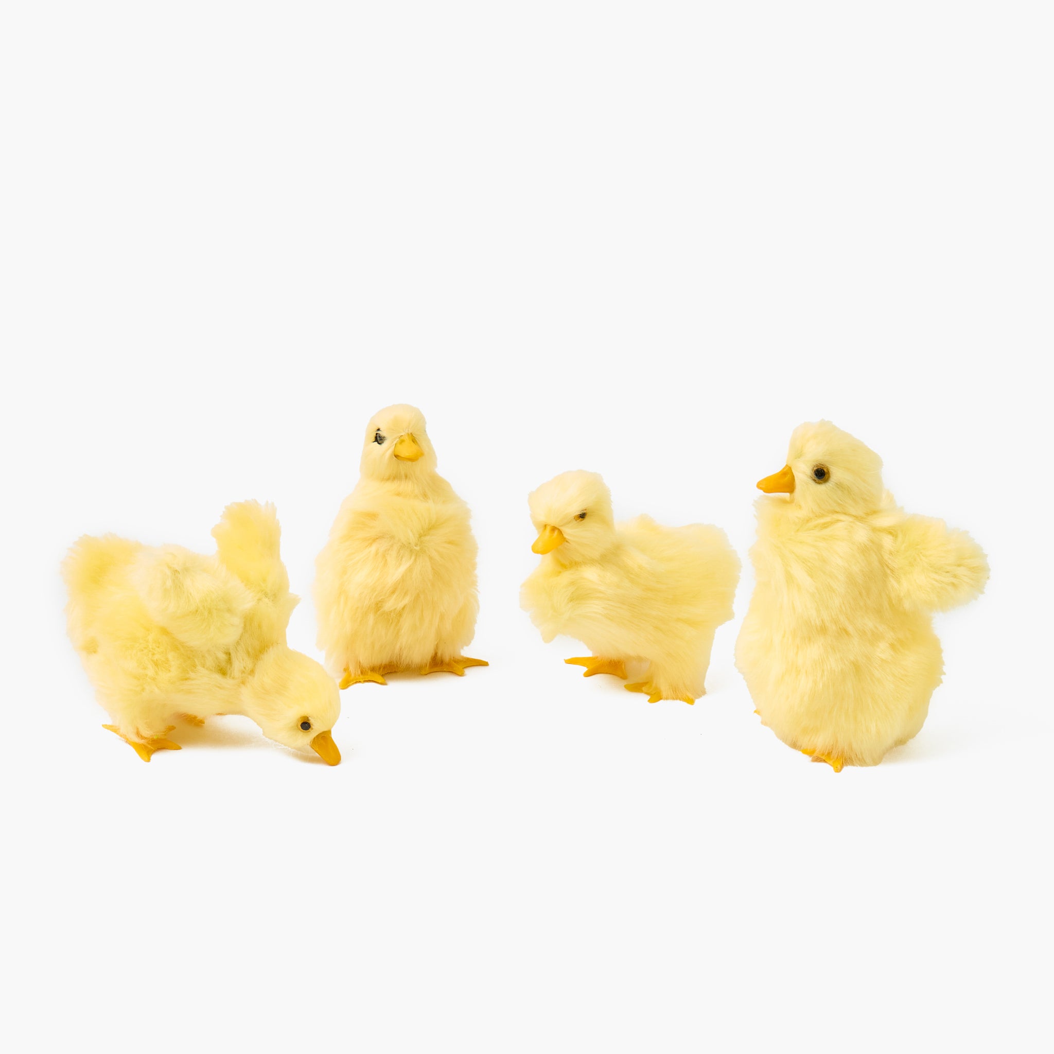 Four yellow baby chicks on a white background