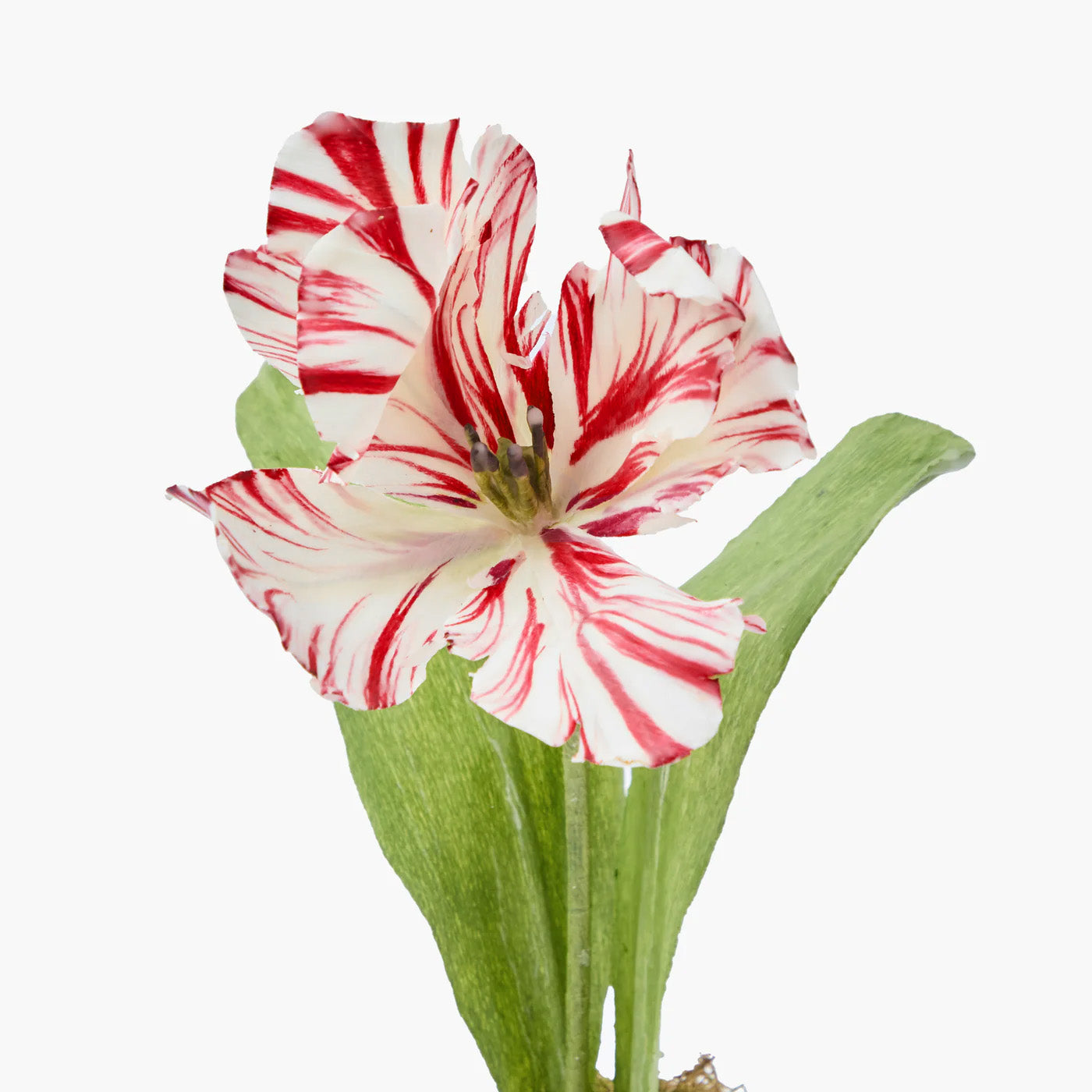 Mrs. Alice Handpainted Red Tulip in Silver Footed Vase