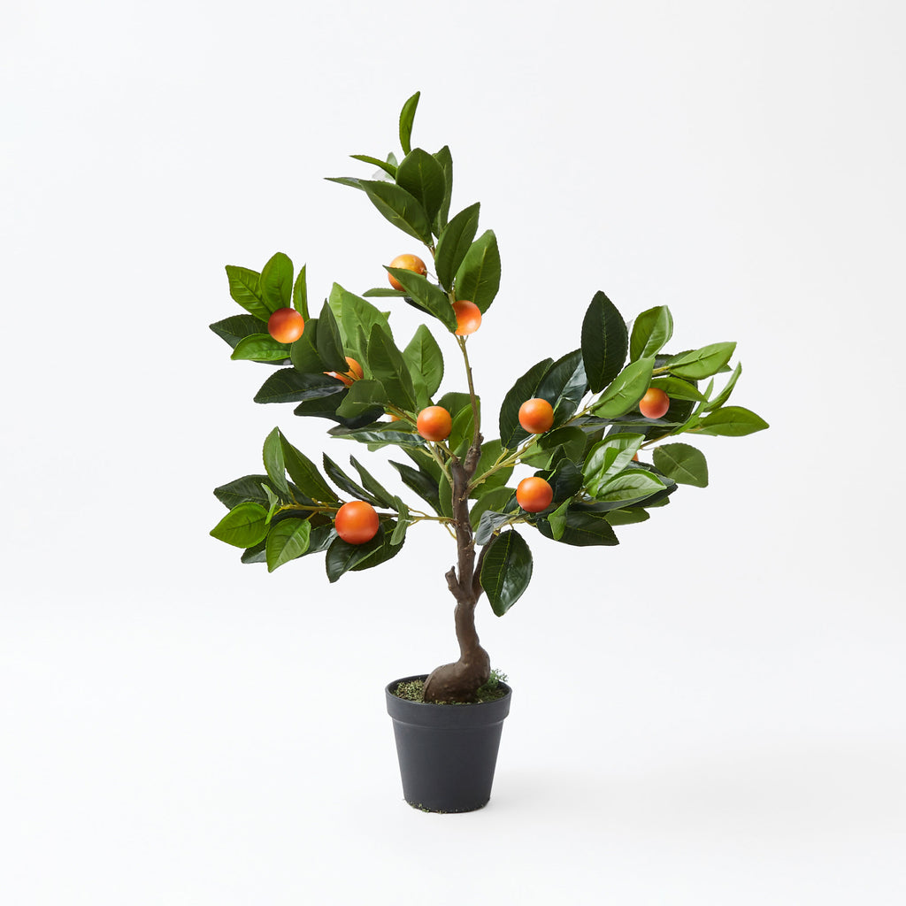 Clementine Tree Mrs. Alice