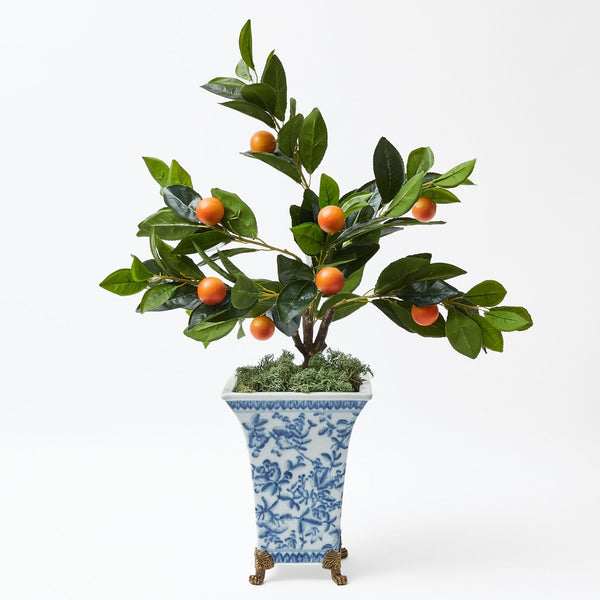 Clementine tree laden with ripe citrus fruits.