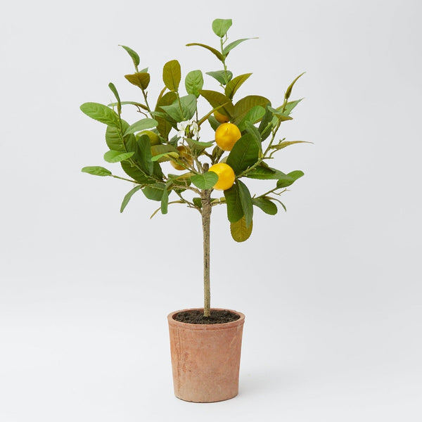 Lemon Tree (Large) - Mrs. Alice