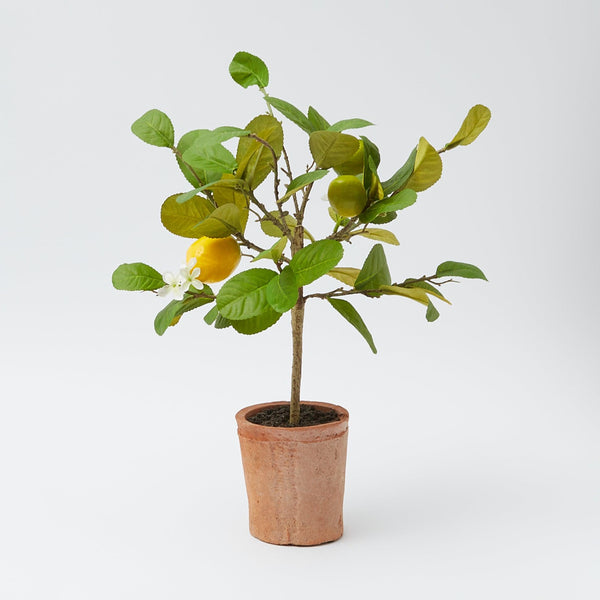 Lemon Tree (Small) - Mrs. Alice