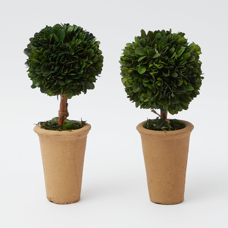 Potted Boxwood Ball (Pair) - Mrs. Alice