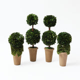 Add a touch of greenery to your home with the Double Potted Boxwood Balls, perfect for creating a coordinated and inviting atmosphere.