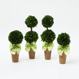 Potted Boxwood with Green Bow Decoration Set - Mrs. Alice