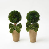 Ribboned Potted Boxwood Ball (Pair) - Mrs. Alice