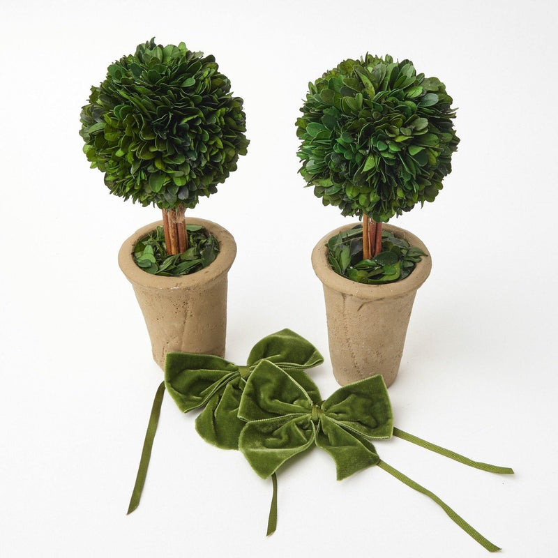 Ribboned Potted Boxwood Ball (Pair) - Mrs. Alice
