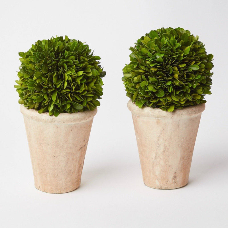 Small Potted Boxwood Ball - Mrs. Alice