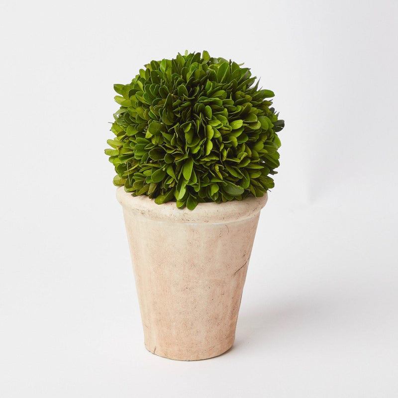 Small Potted Boxwood Ball - Mrs. Alice