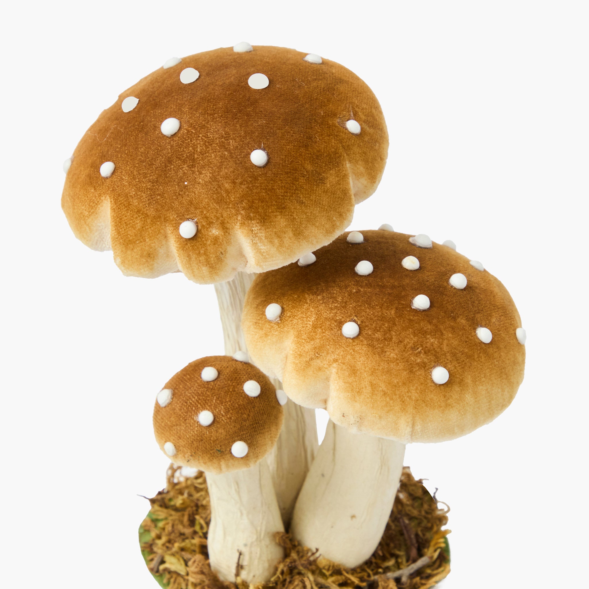 Small Mixed Mushroom Set