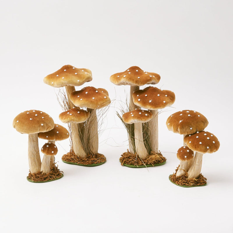 Collection of diminutive mushrooms with caramel velvet caps.